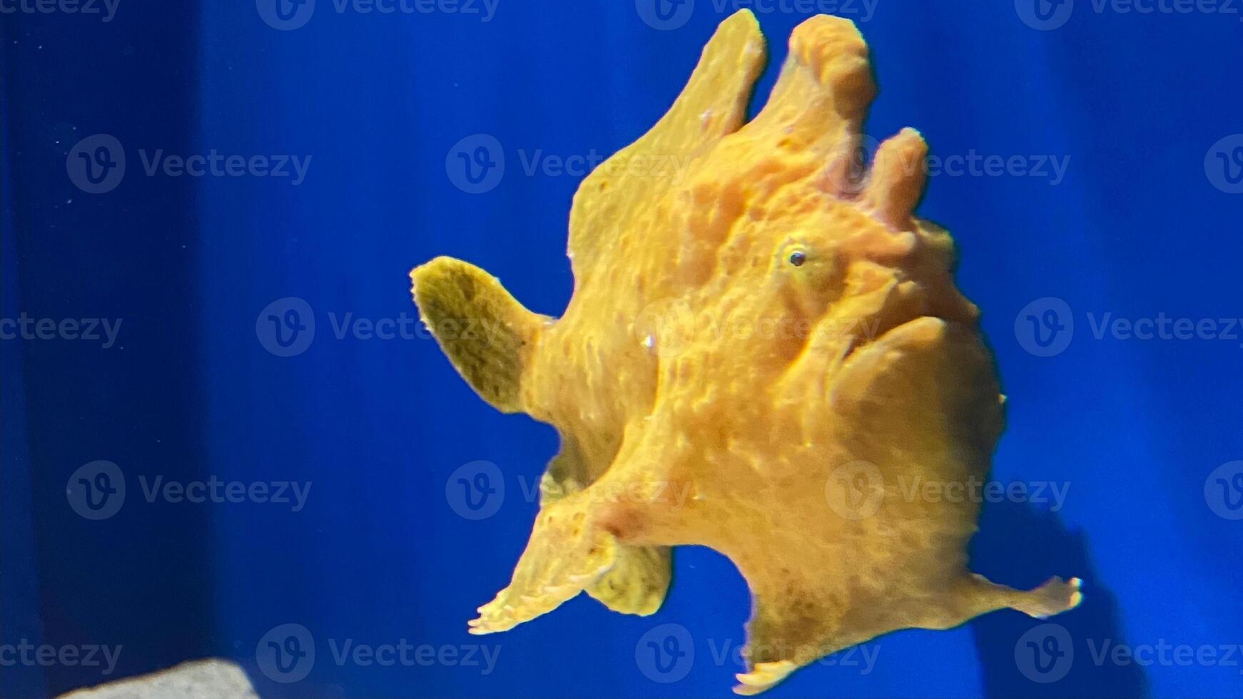 Frogfish Antennarius. Amazing underwater world, frog fish marine creature photo