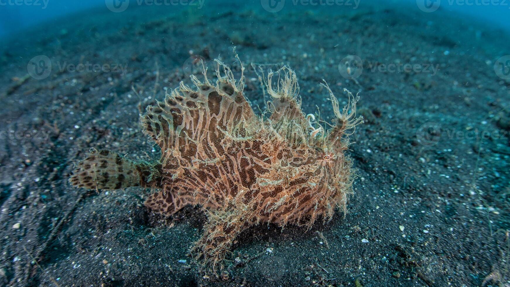 Frogfish Antennarius. Amazing underwater world, frog fish marine creature photo