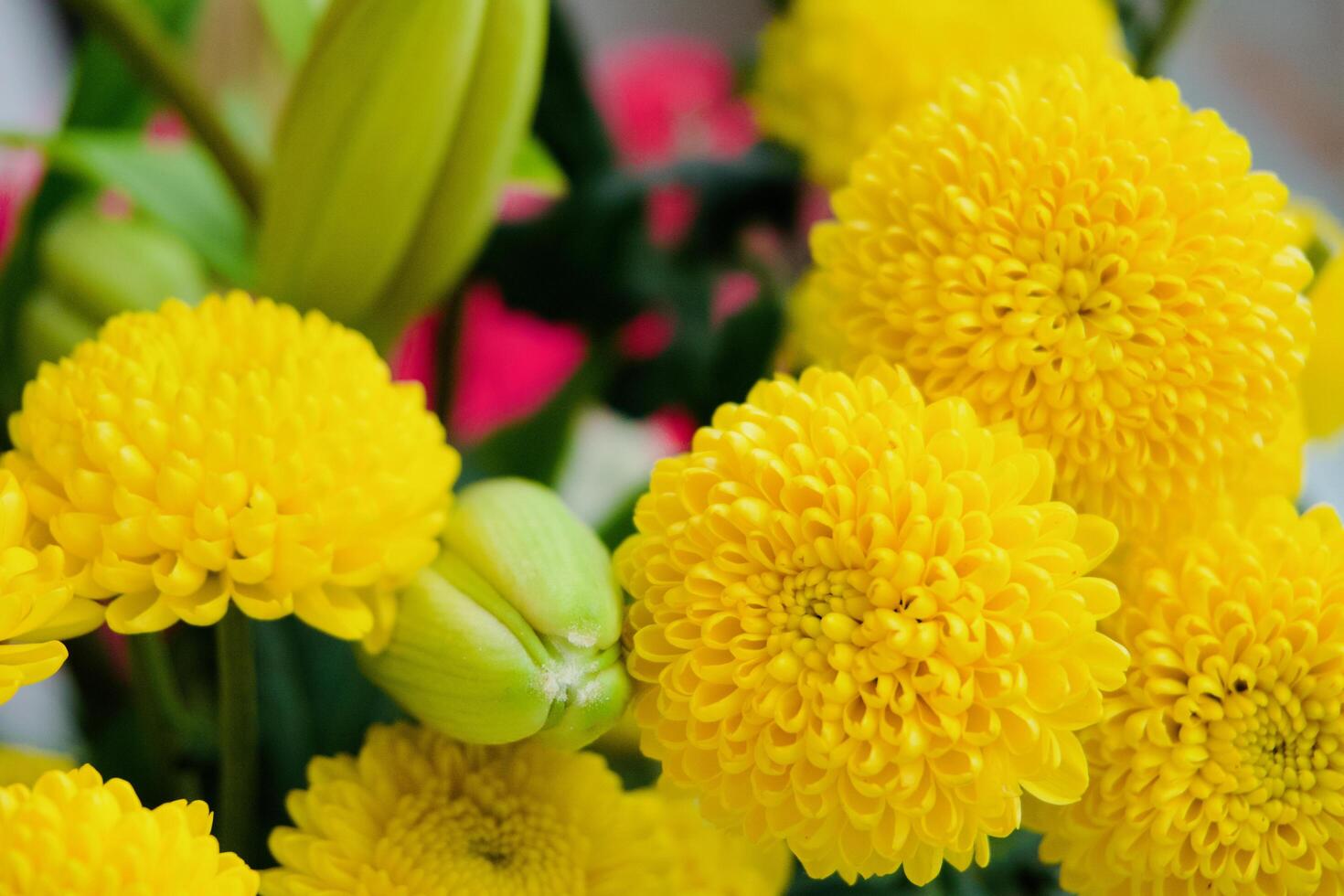 yellow flowers chrysanthemum photo