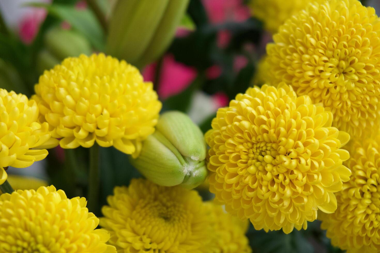 yellow flowers chrysanthemum photo