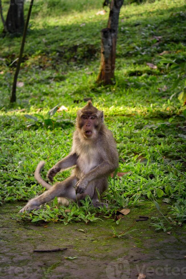 Monkey activity on grass of greenery garden photo