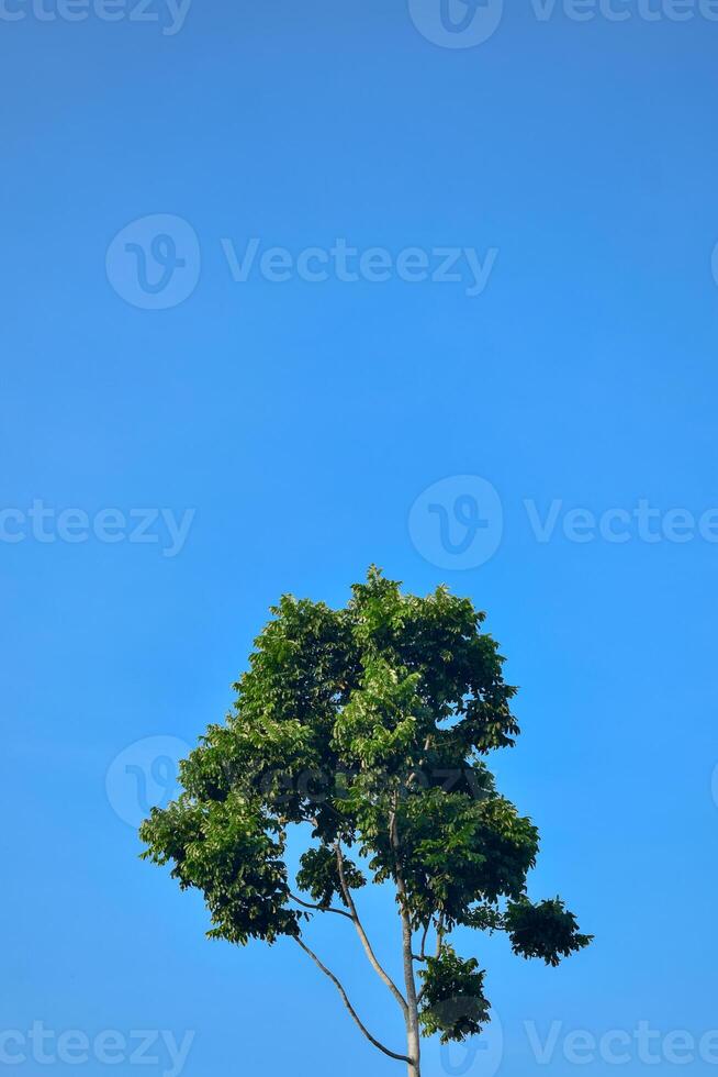 Low angle single tree and leaf on blue sky background photo