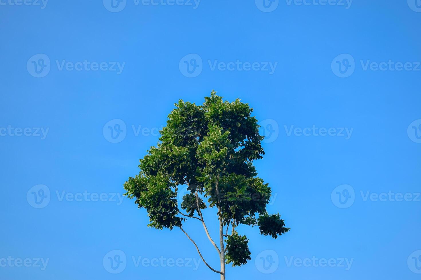 Low angle single tree and leaf on blue sky background photo