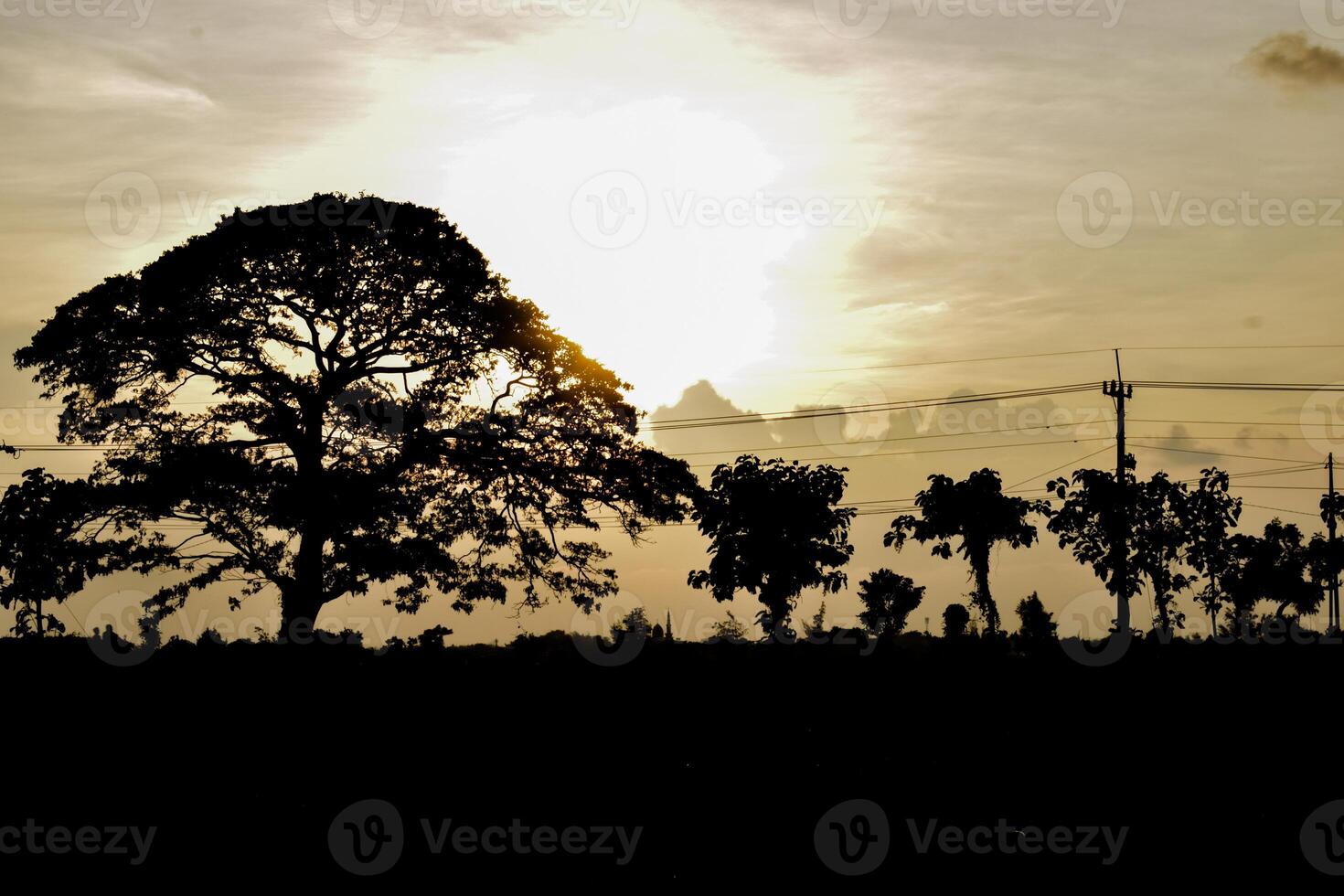 Silhouette big tree with clouds on sky photo