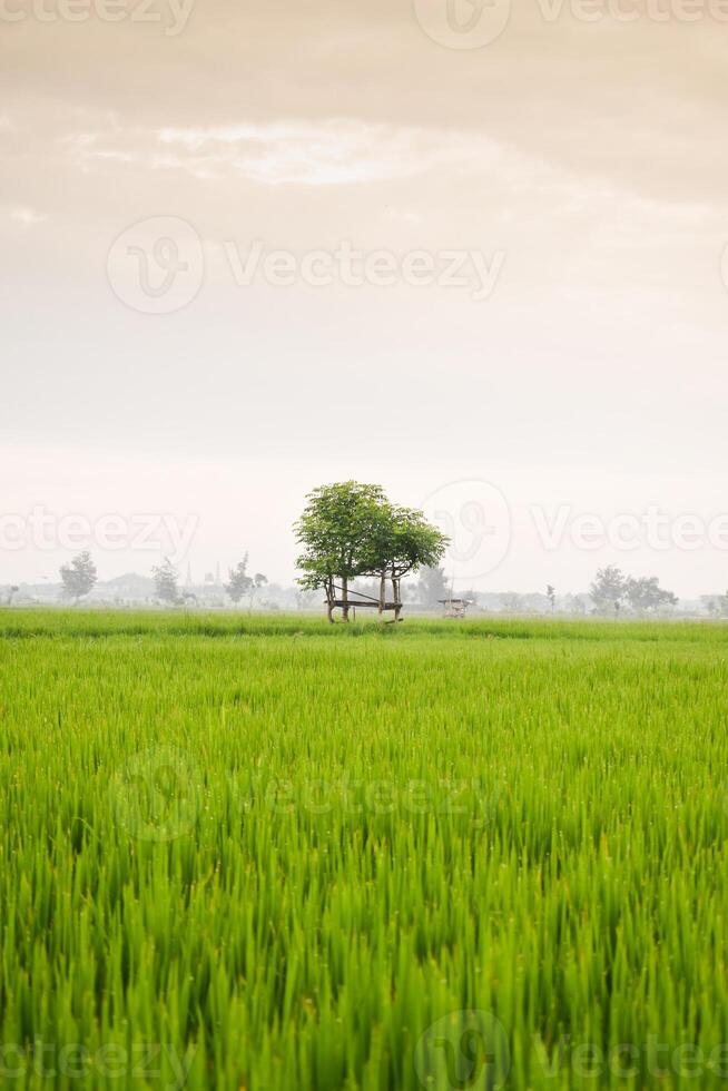 Small hut with grean leaf rooftop in the center of rice field. Beauty scenery in nature indonesia photo