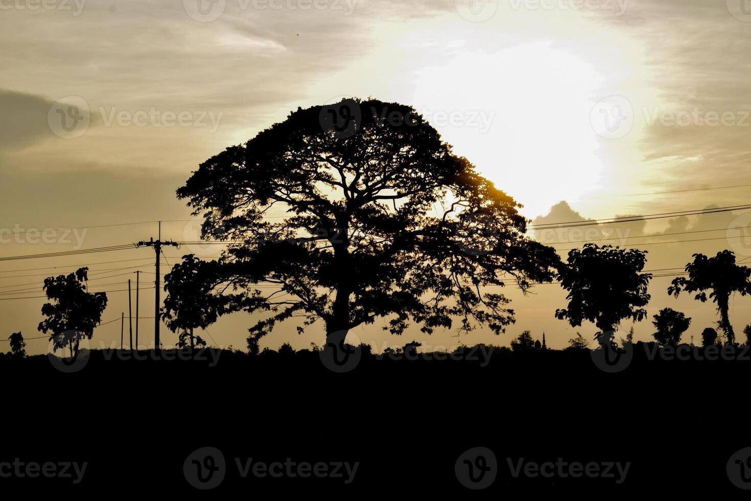 silueta grande árbol con nubes en cielo foto