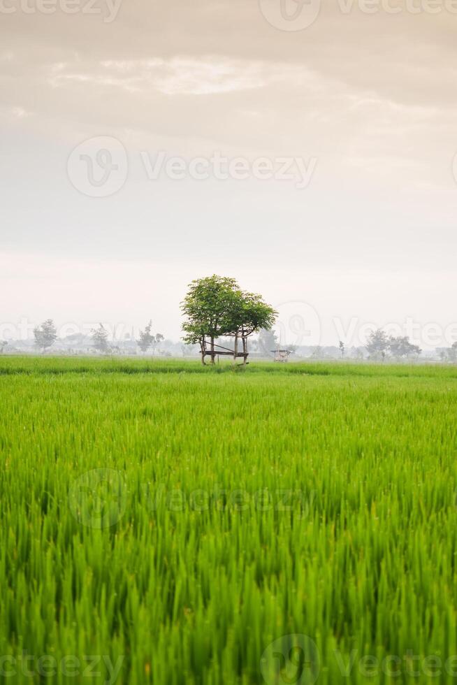 pequeño choza con grean hoja techo en el centrar de arroz campo. belleza paisaje en naturaleza Indonesia foto