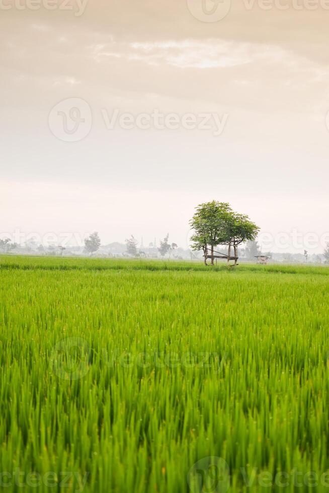 Small hut with grean leaf rooftop in the center of rice field. Beauty scenery in nature indonesia photo