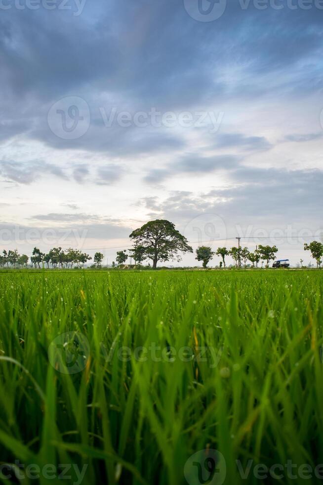 Green Paddy in rice field and big tree with clouds on sky photo