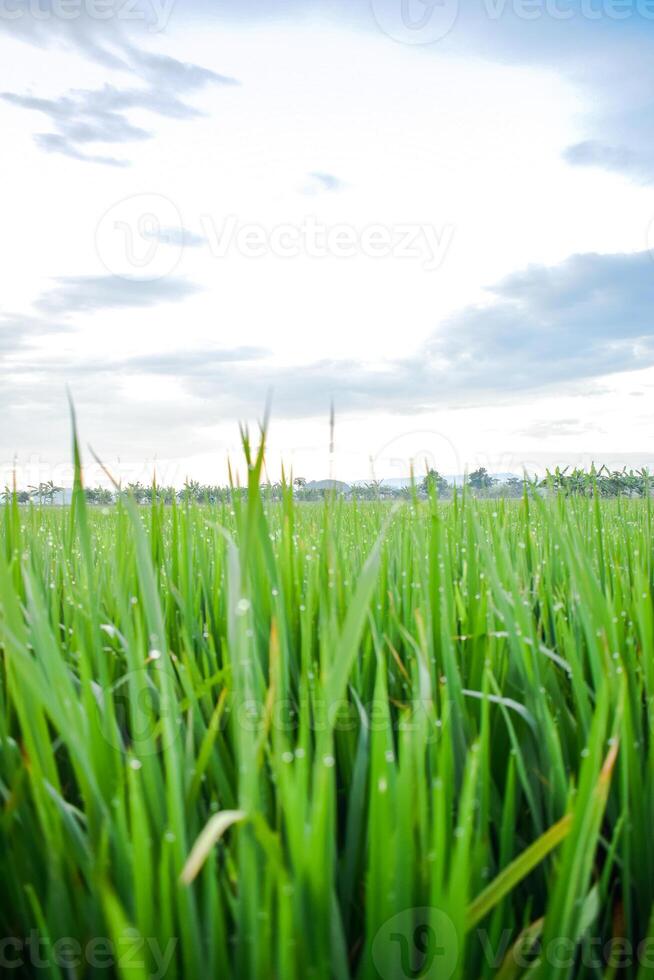 Green paddy plants in rice field with clouds background photo