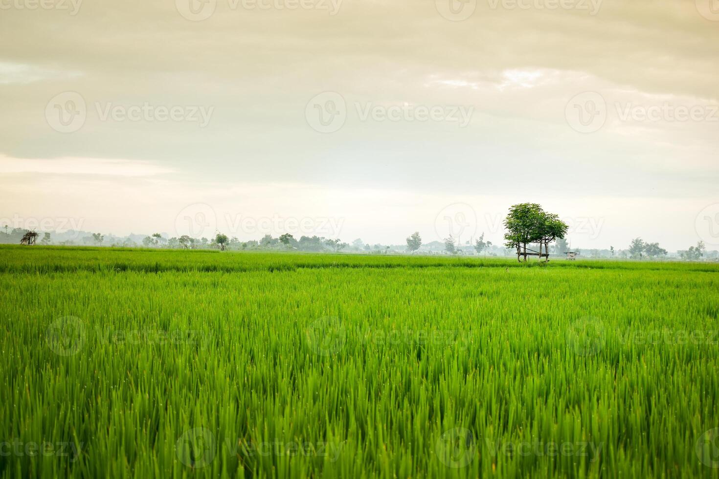 Small hut with grean leaf rooftop in the center of rice field. Beauty scenery in nature indonesia photo