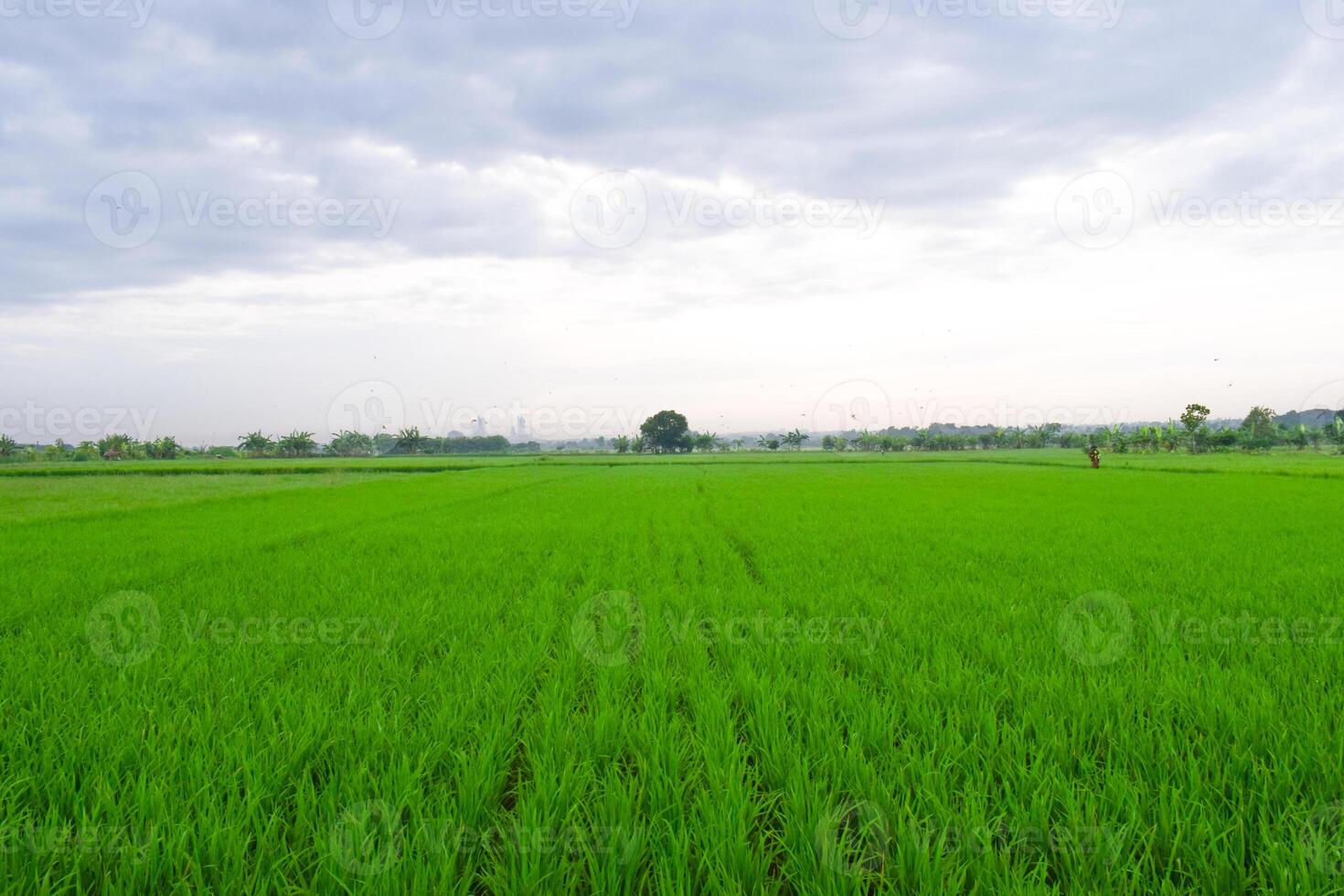 Green Paddy in rice field and big tree with clouds on sky photo