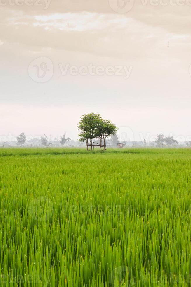 pequeño choza con grean hoja techo en el centrar de arroz campo. belleza paisaje en naturaleza Indonesia foto