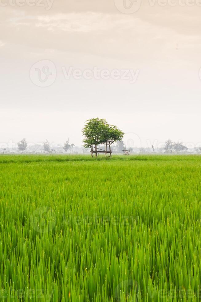 Small hut with grean leaf rooftop in the center of rice field. Beauty scenery in nature indonesia photo