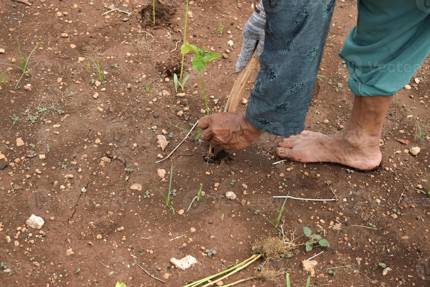 Senior farmer wear bamboo hat planting chili plants with wood stick on soil photo