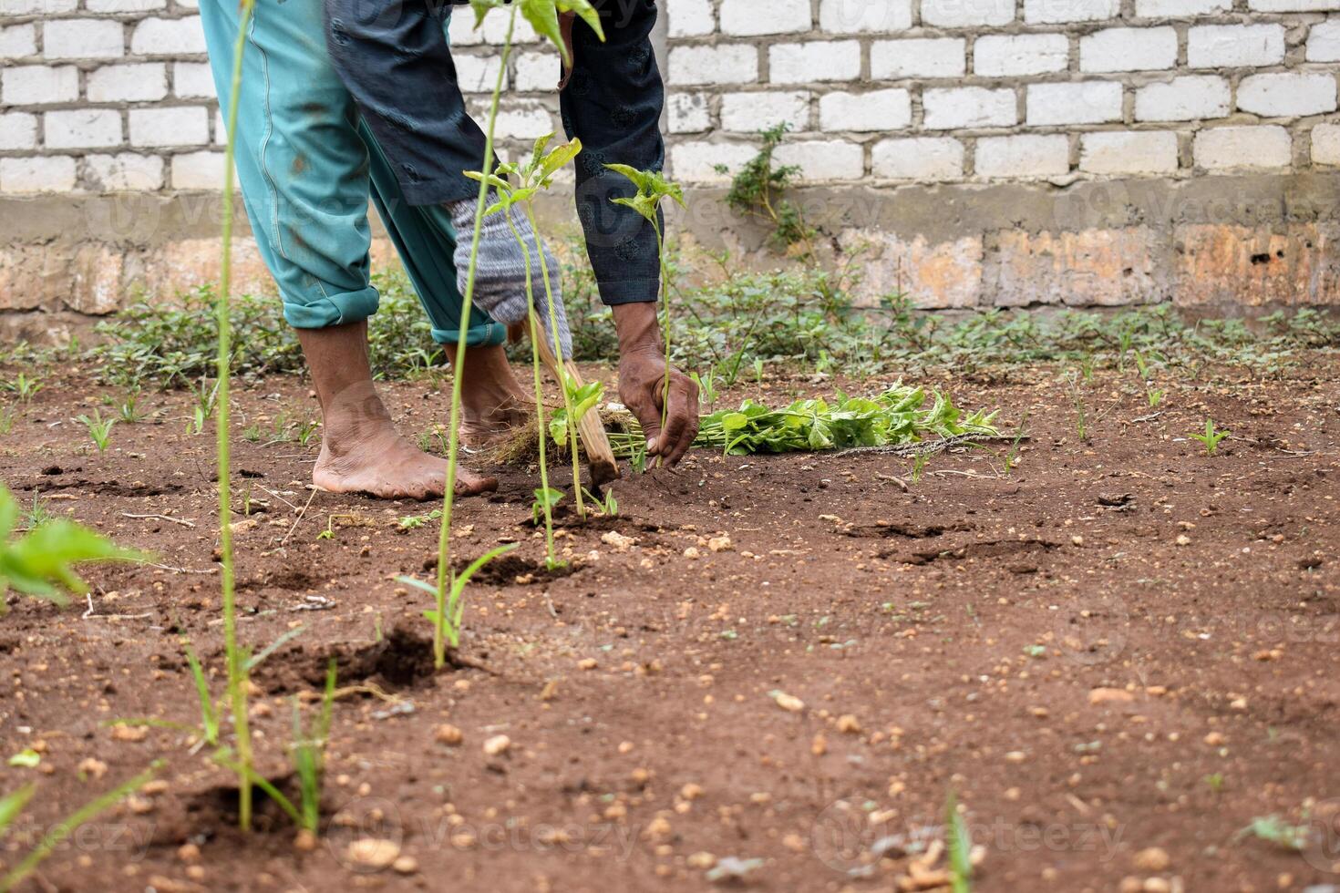Senior farmer wear bamboo hat planting chili plants with wood stick on soil photo