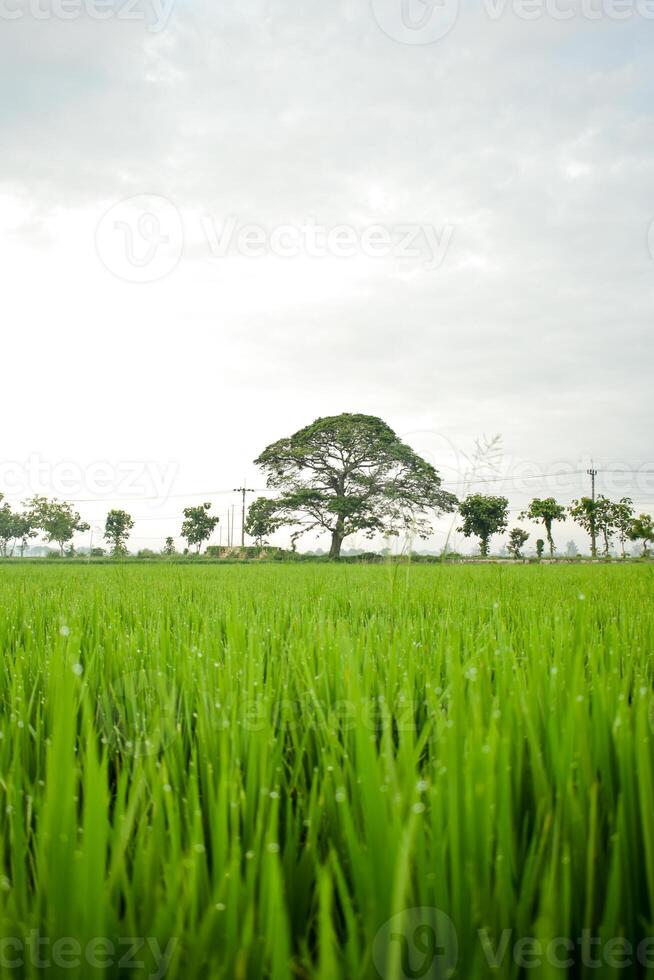 Green Paddy in rice field and big tree with clouds on sky photo