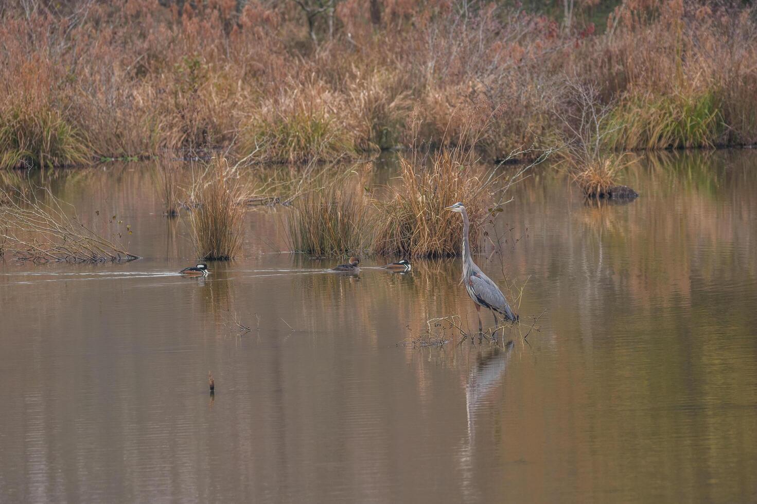 Hooded mergansers and a blue heron in the wetlands photo