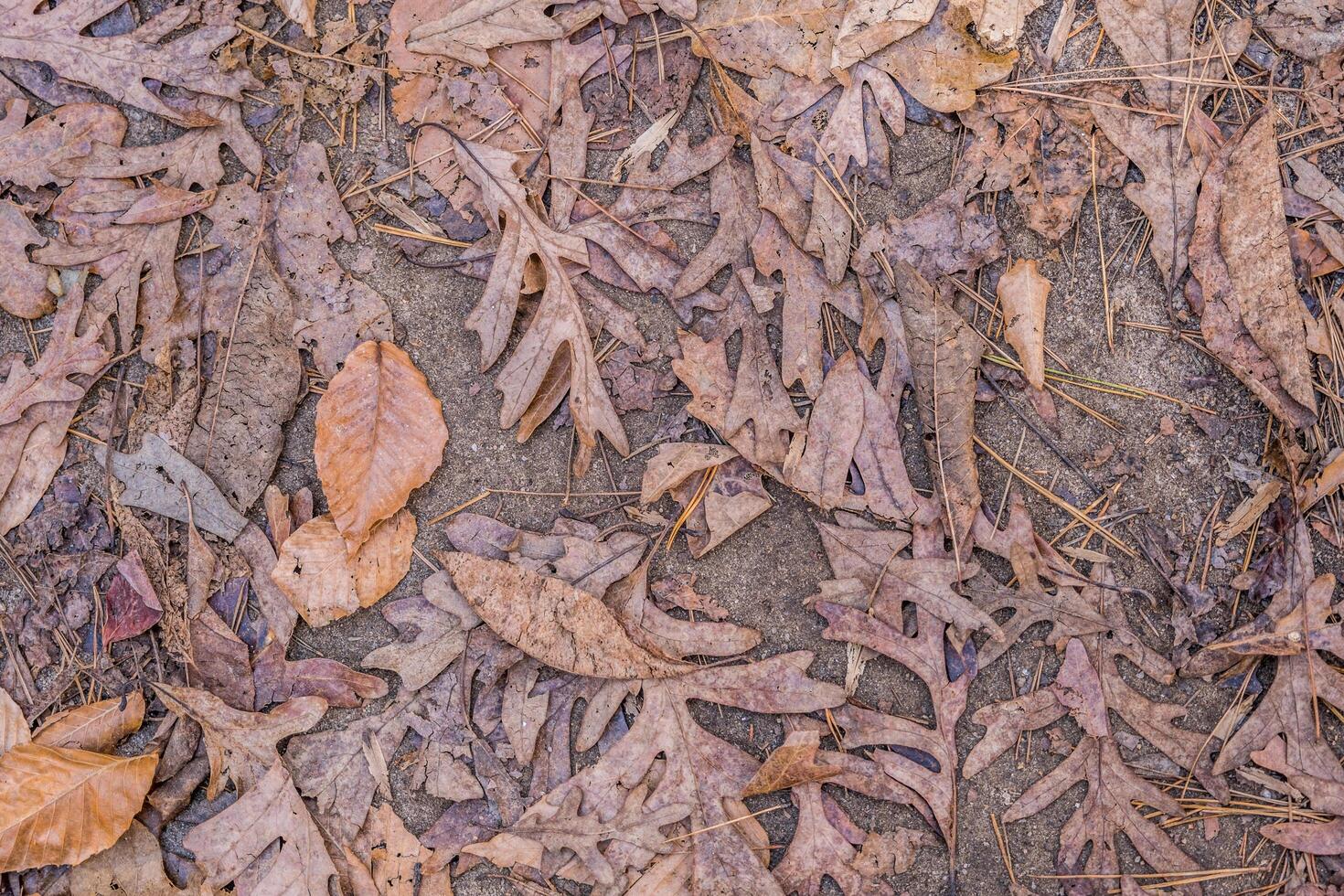 hojas de otoño en el suelo foto