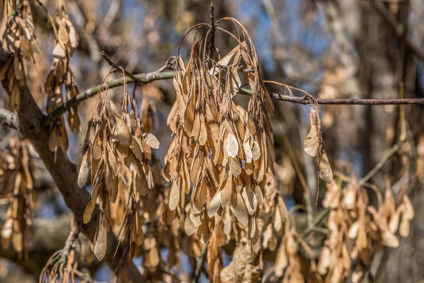 boxelder arce semillas en el árbol foto