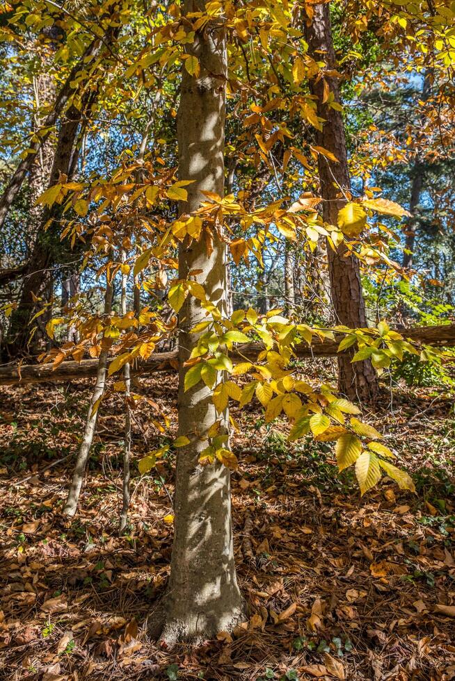 brillante amarillo árbol en otoño foto