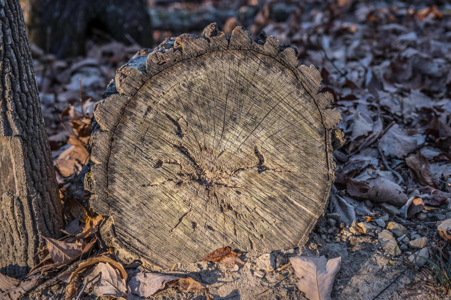 Cut tree trunk closeup photo