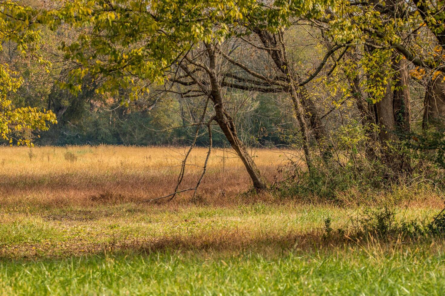 Grassy field with trees in autumn photo