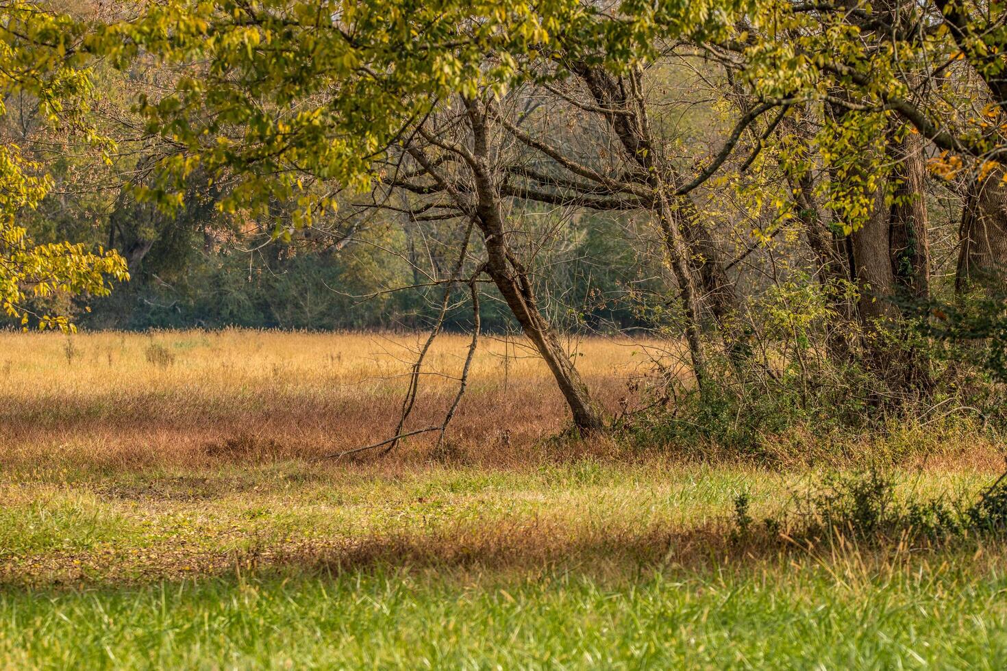 herboso campo con arboles en otoño foto