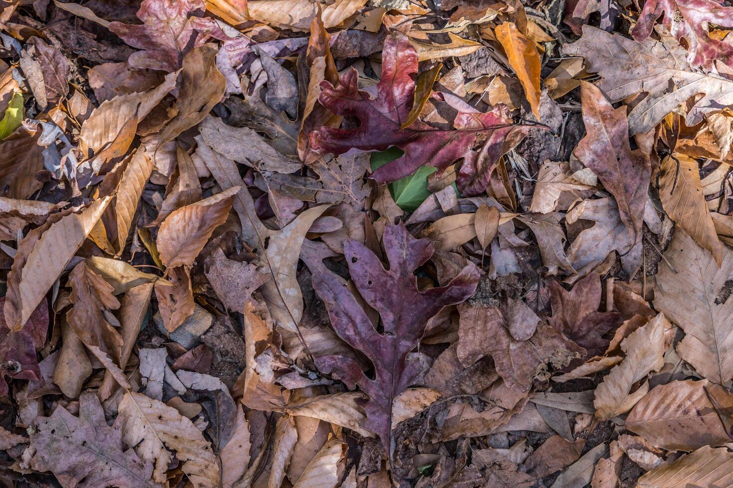 Variety of autumn leaves on the ground photo