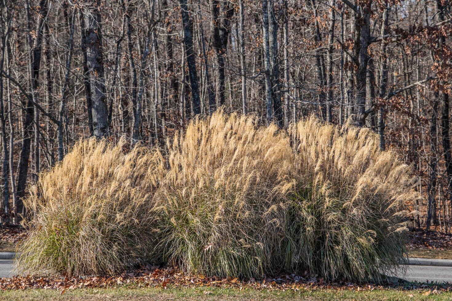 Silvergrass or miscanthus full grown photo