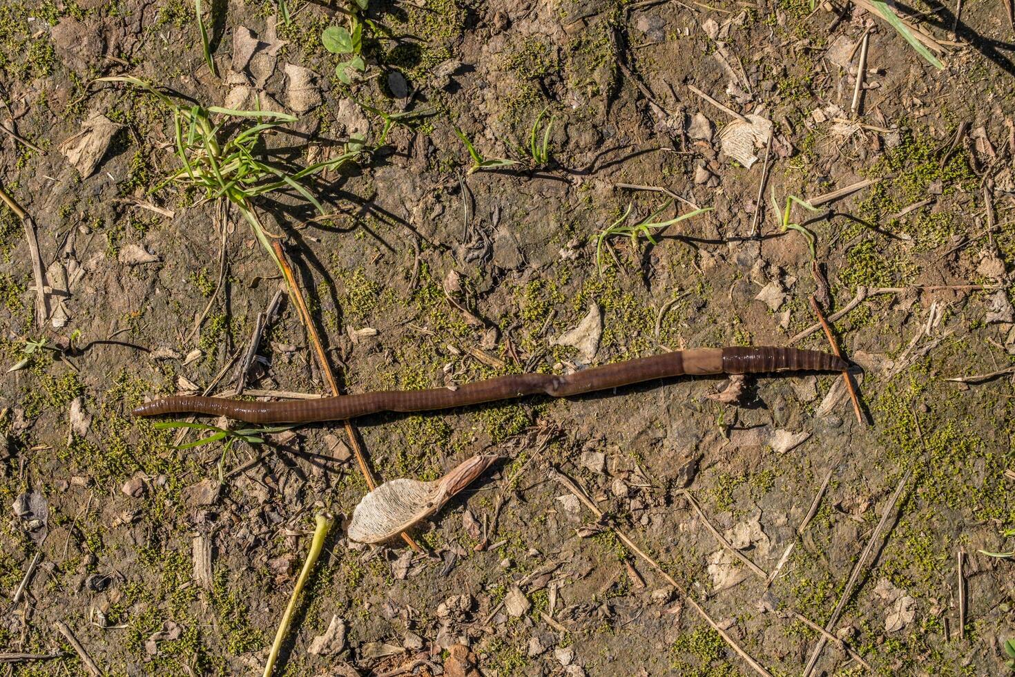 Earthworm crawling on the ground photo