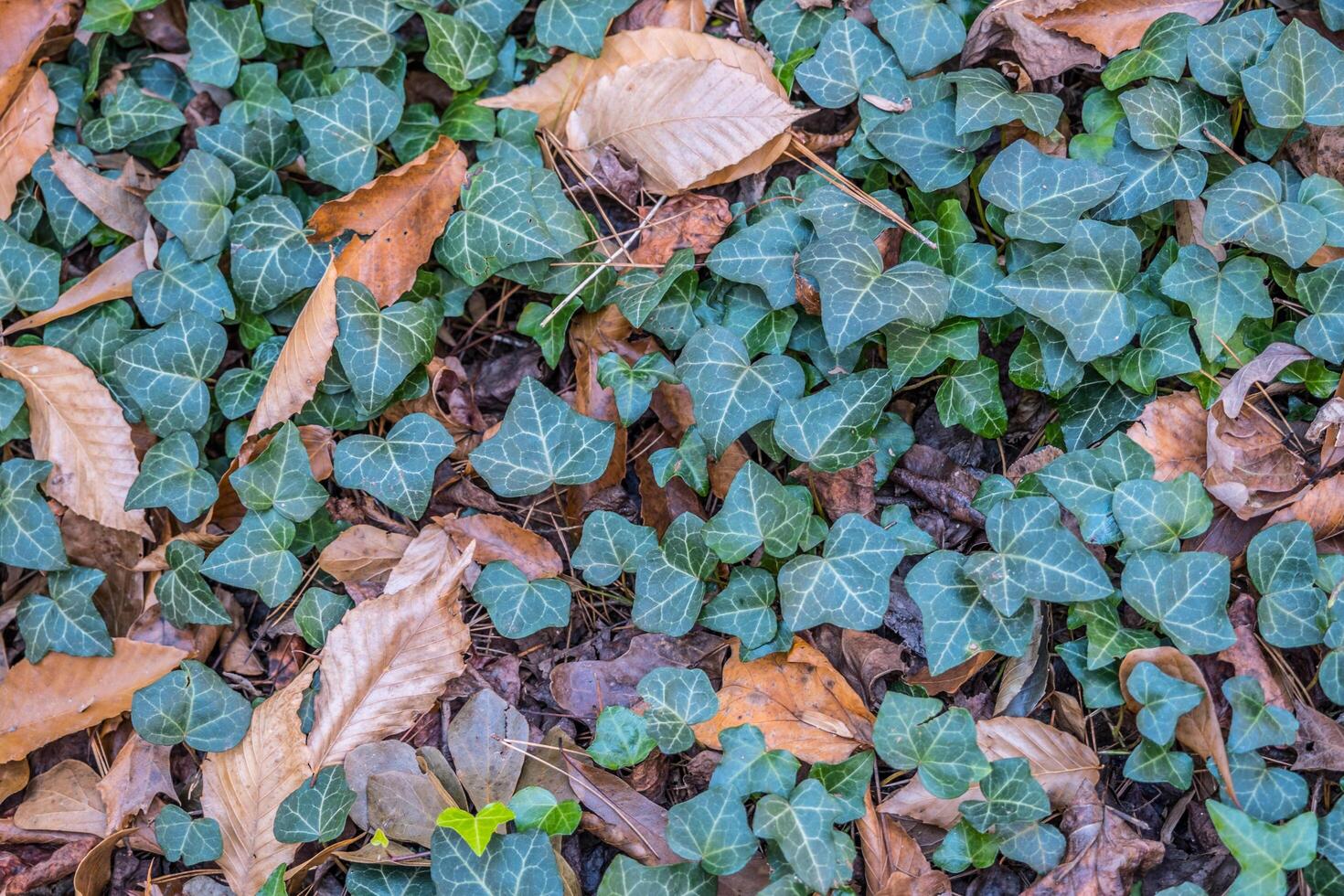 English ivy ground cover closeup photo