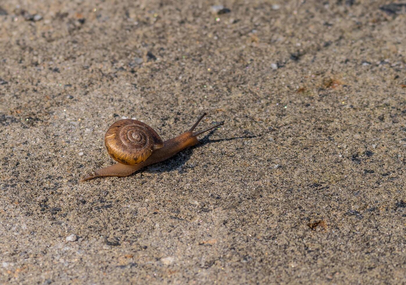 Small snail with a large shell photo