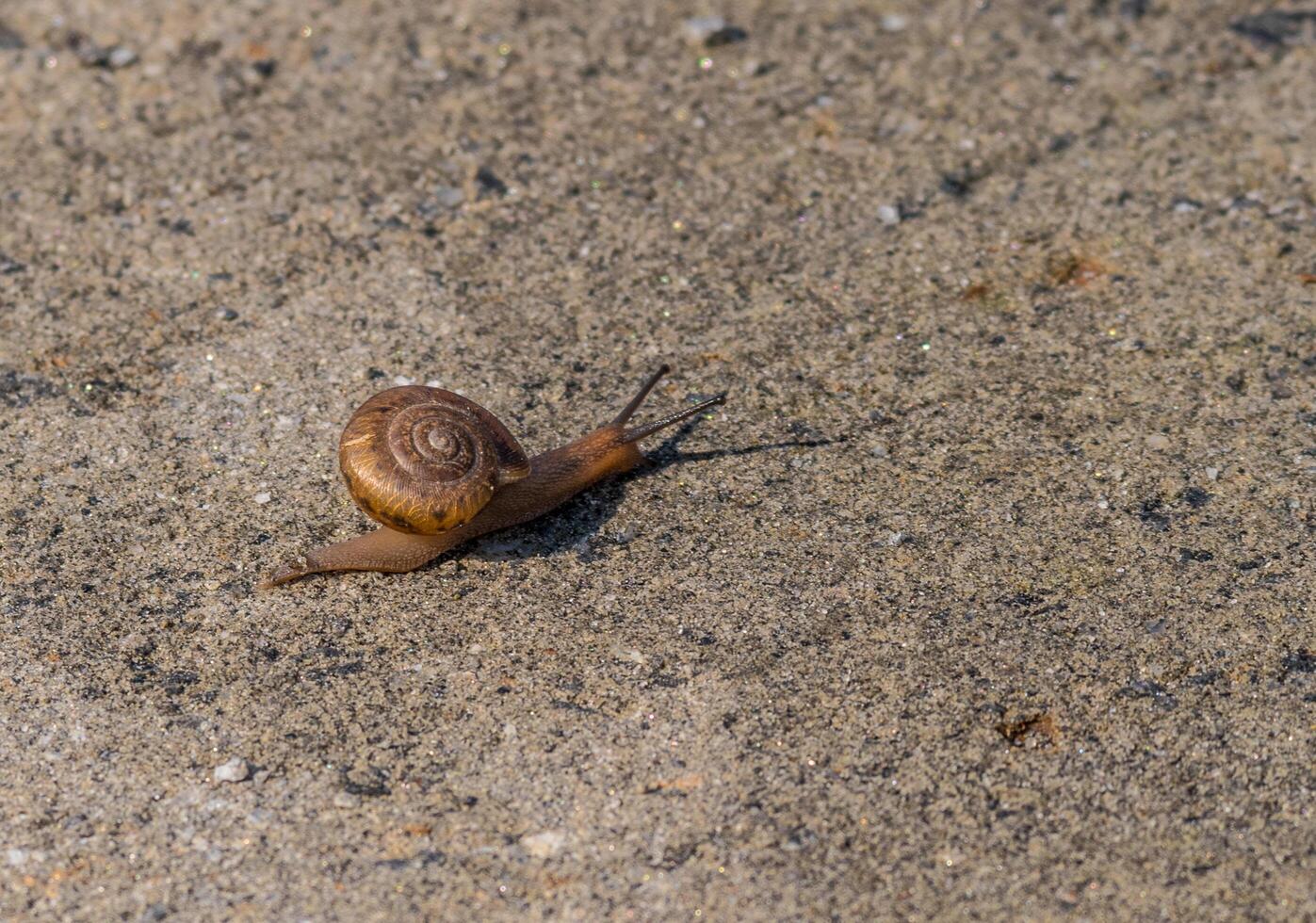 pequeño caracol con un grande cáscara foto