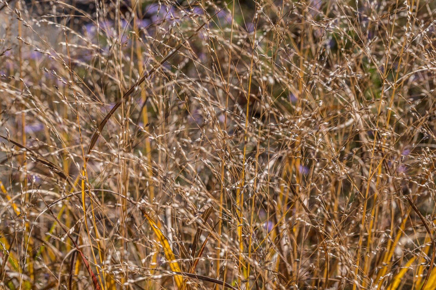 Dried tall grass closeup view photo