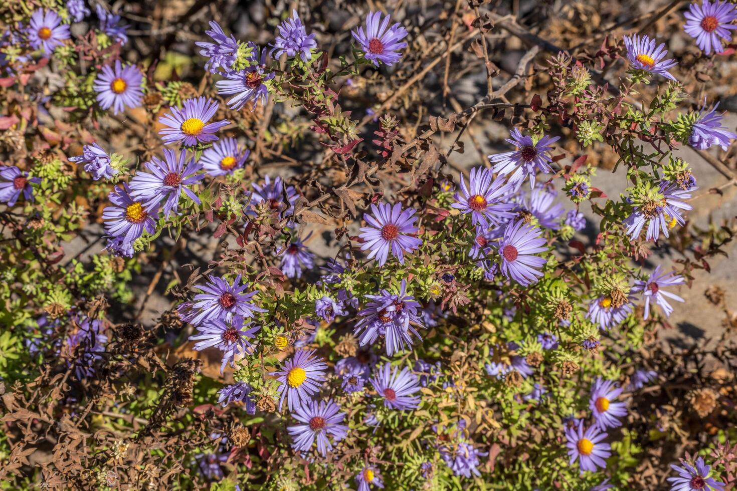 púrpura ásteres floreciente de cerca foto