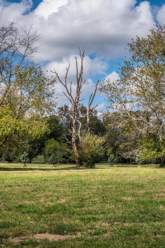 muerto árbol rodeado por otro arboles foto