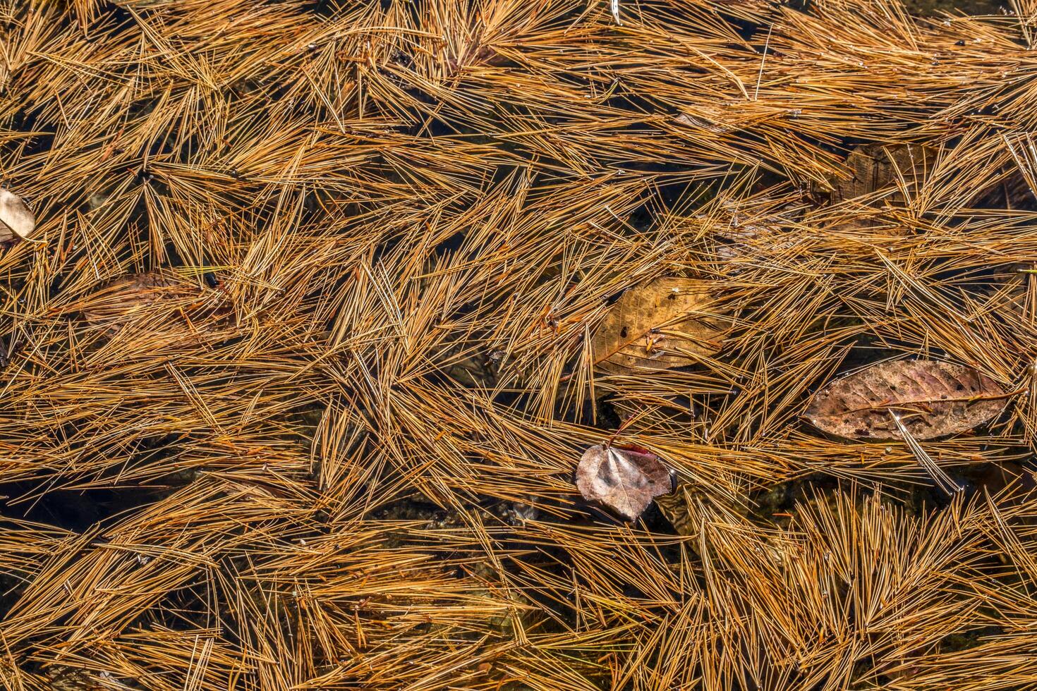 Pine needles floating on the water photo