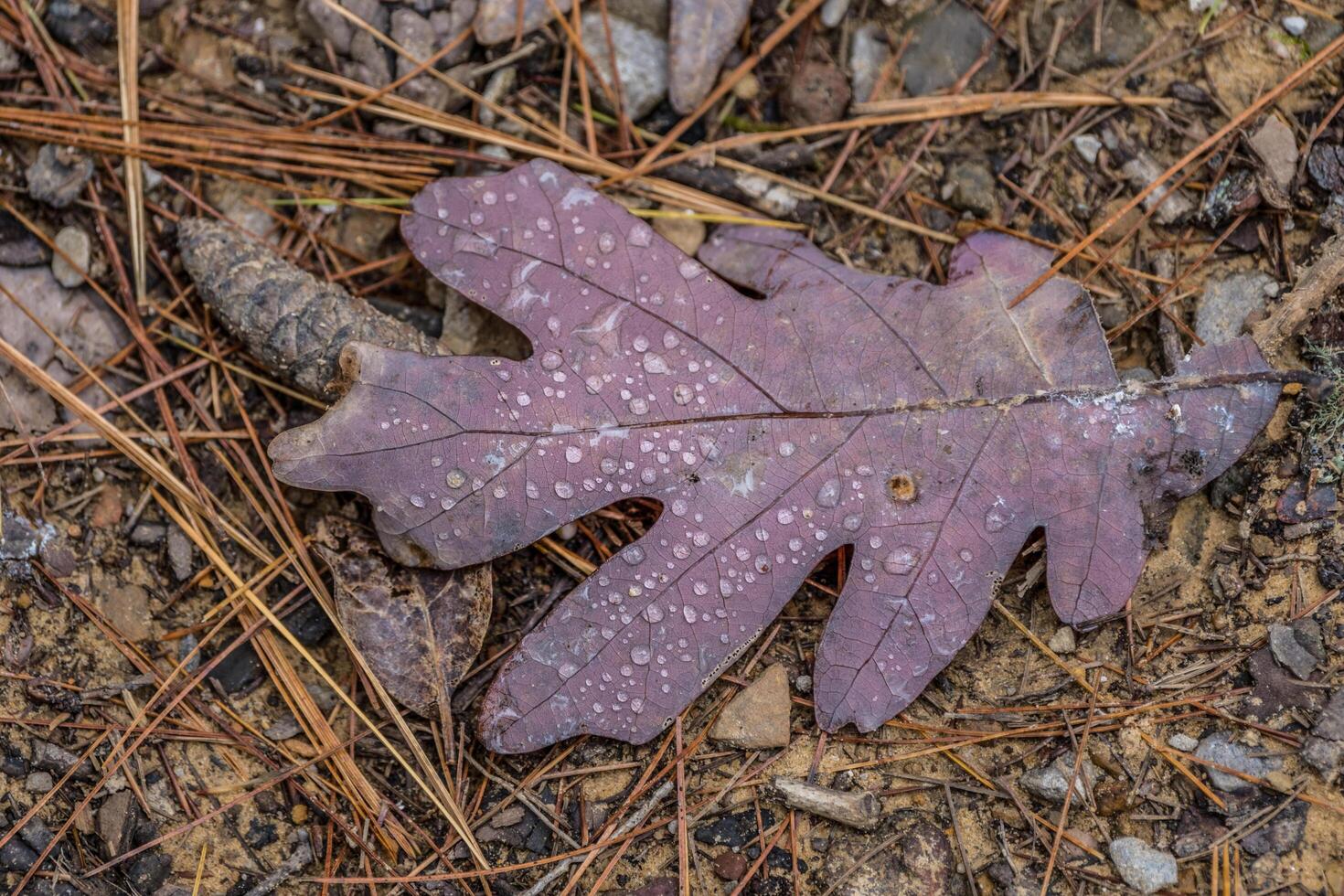 Autumn leaf with raindrops photo