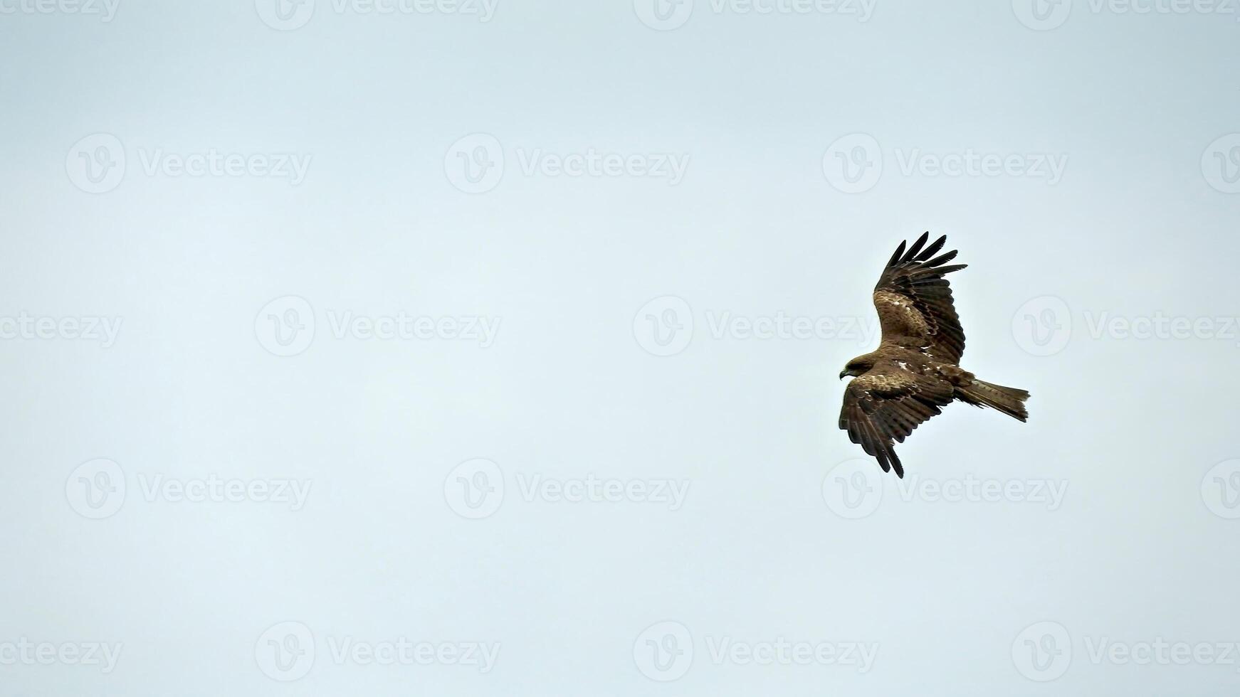 Bird of prey in the sky over Hong Kong photo