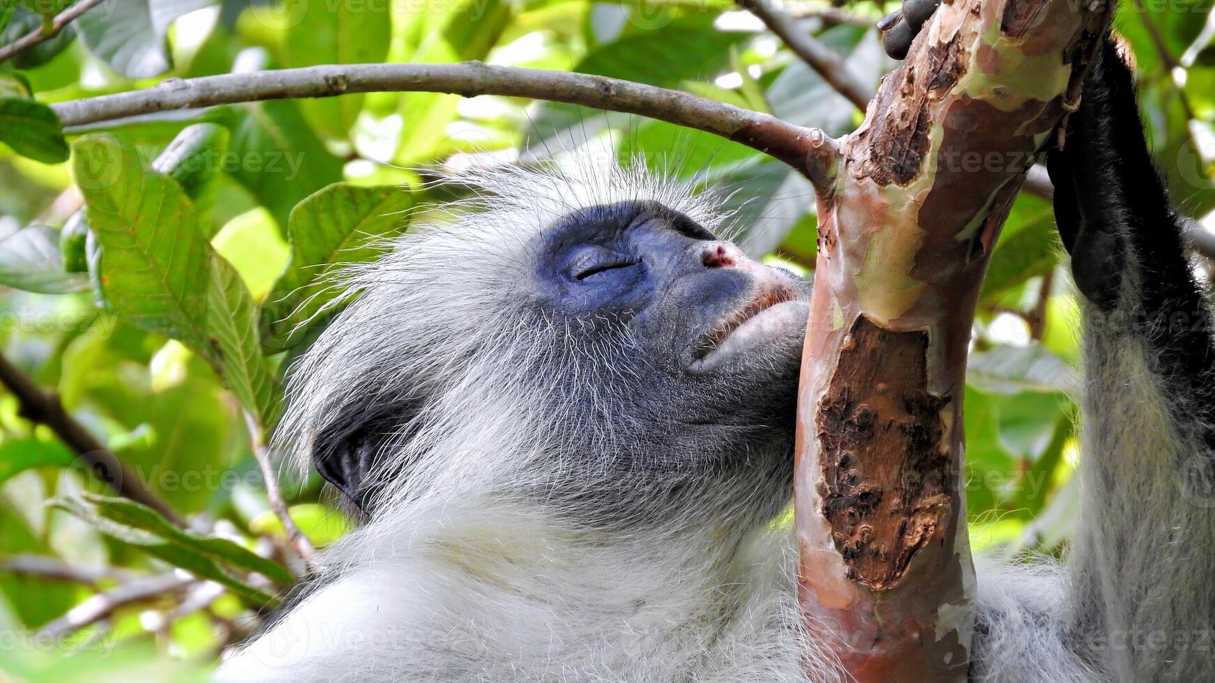 Monkey rests in the midday heat with his head on a branch. Portrait of a Zanzibar red colobus Piliocolobus kirkii photo