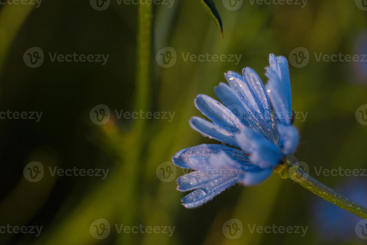 achicoria - perenne césped con azul flores herbario medicina foto