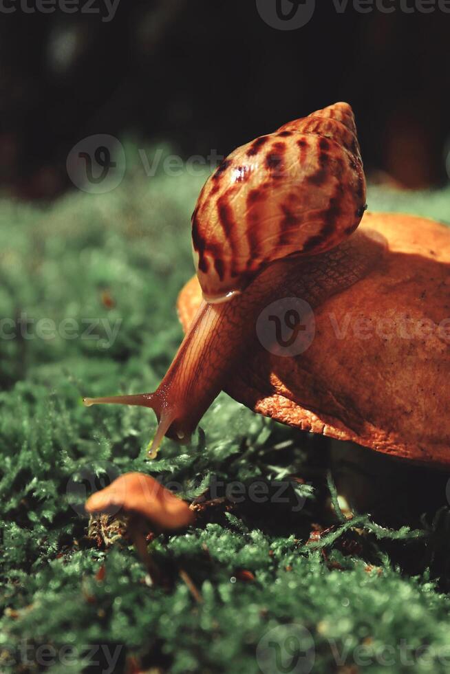 A snail on a mushroom reaches for a small mushroom photo