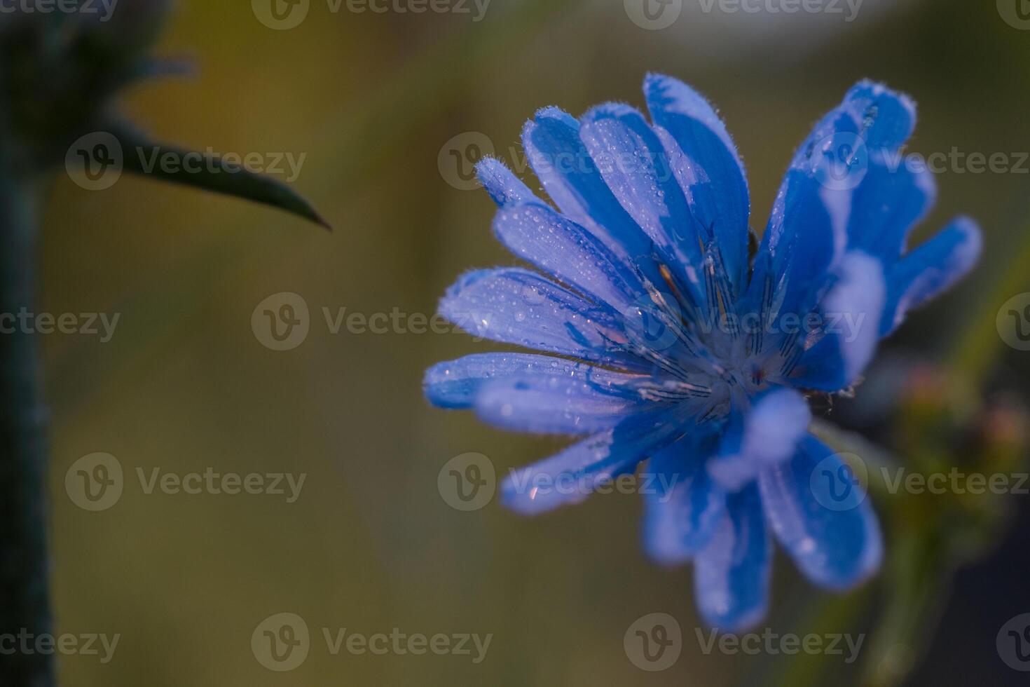 Chicory - perennial grass with blue flowers. Herbal medicine photo