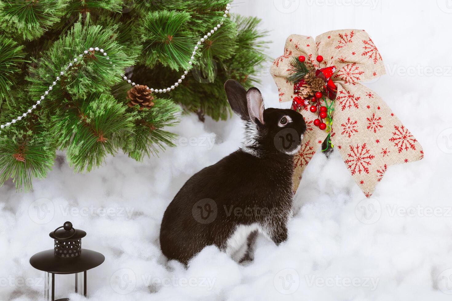 A black rabbit in artificial snow near a green Christmas tree and a Christmas bow. The symbol of the year in snow decorations photo