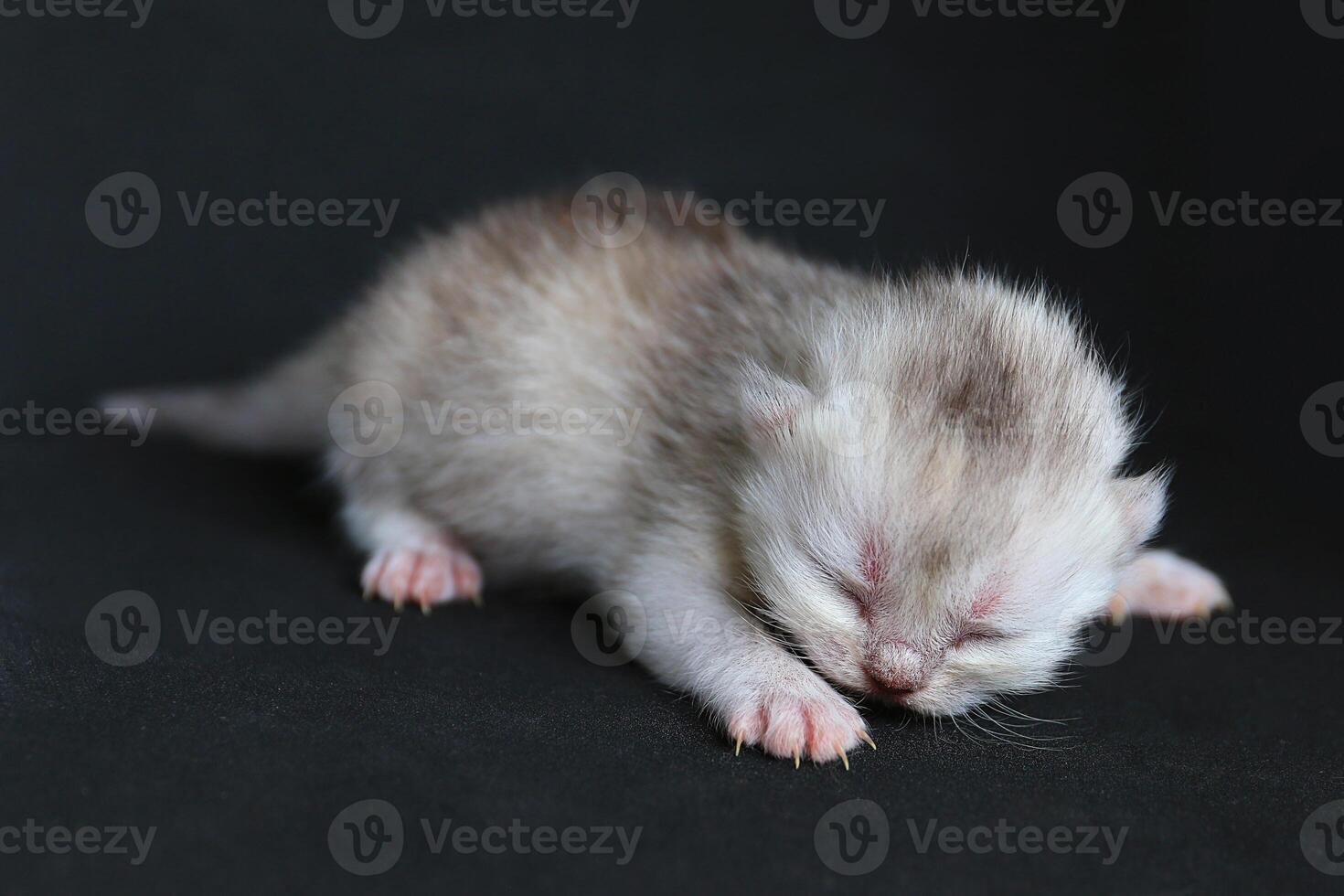 recién nacido gatito en el negro antecedentes foto