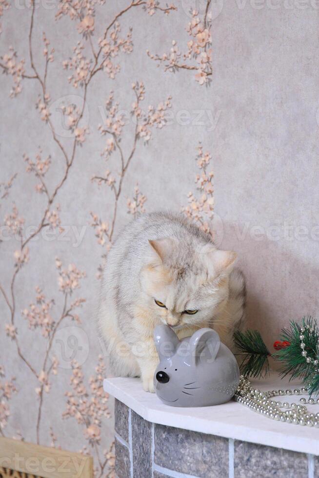 Domestic cat sits next to a gray artificial mouse photo