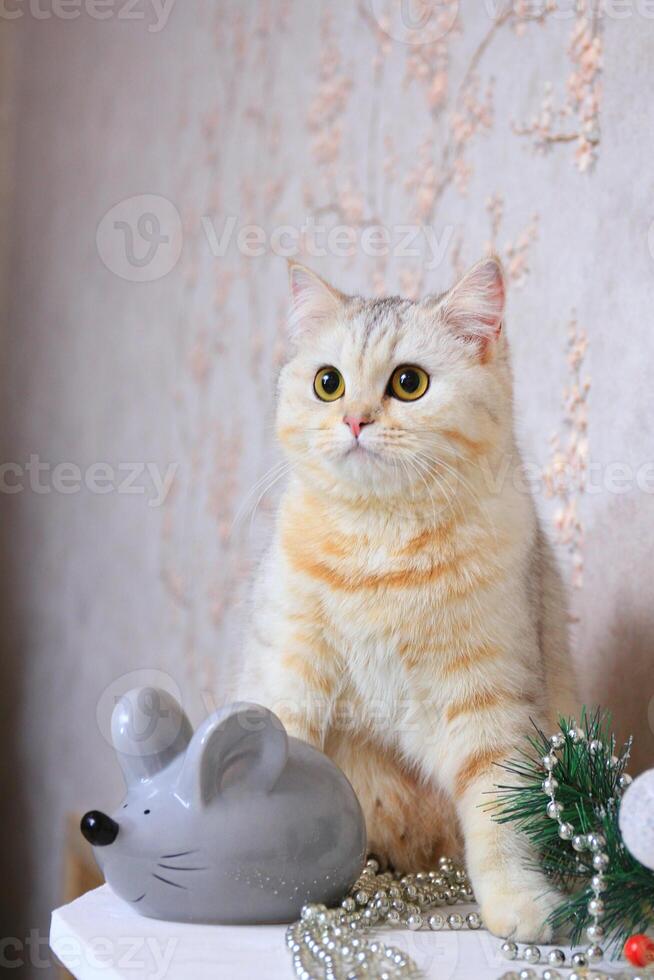 Domestic cat sits next to a gray artificial mouse photo