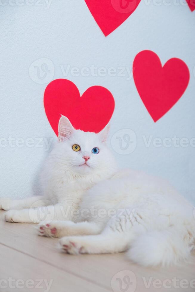 A white fluffy Angora cat with multicolored eyes lies impressively against the background of hearts photo