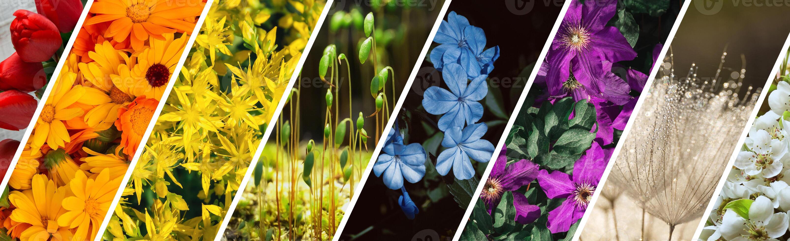 el flor bandera es en el orden de el colores de el arcoíris. un brillante cubrir para floristas foto